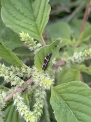 Coccinella transversalis