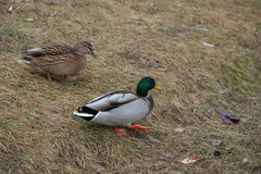 Anas platyrhynchos