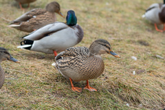 Anas platyrhynchos