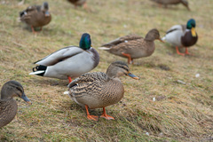 Anas platyrhynchos