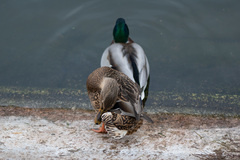 Anas platyrhynchos