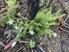 Stellaria pungens