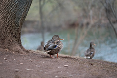 Anas platyrhynchos