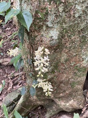 Dysoxylum parasiticum