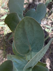 Dendrophthoe homoplastica