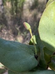 Dendrophthoe homoplastica