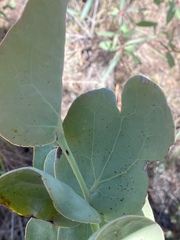 Dendrophthoe homoplastica