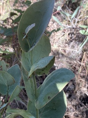 Dendrophthoe homoplastica