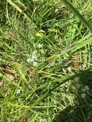 Limnosciadium pumilum