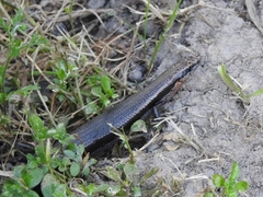 Acritoscincus