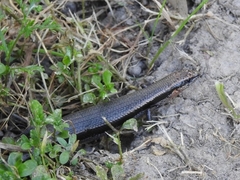 Acritoscincus
