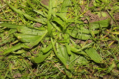 Plantago lanceolata