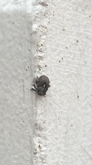 Ethelcus denticulatus