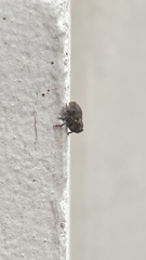 Ethelcus denticulatus