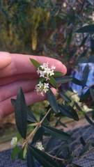 Pimelea drupacea