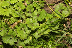 Ranunculus repens
