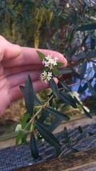 Pimelea drupacea