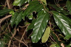 Cryptocarya macdonaldii