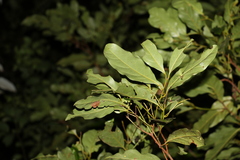 Cryptocarya macdonaldii