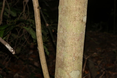 Cryptocarya macdonaldii