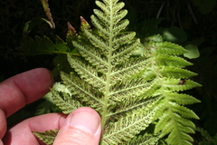 Leptogramma pozoi image