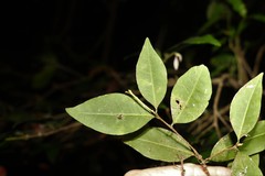 Cleistanthus cunninghamii