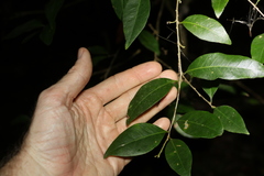 Cleistanthus cunninghamii