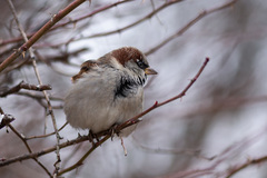 Passer domesticus