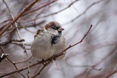 Passer domesticus