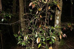 Cleistanthus cunninghamii