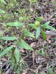 Persoonia mollis