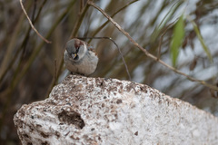 Passer domesticus