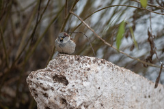 Passer domesticus