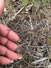 Cordylanthus nidularius