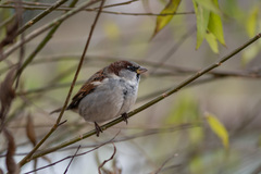 Passer domesticus