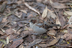 Passer domesticus