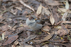 Passer domesticus