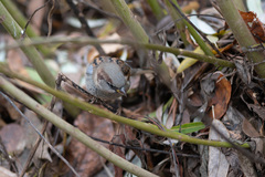 Passer domesticus