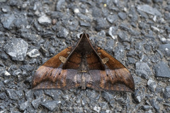 Ischyja hemiphaea