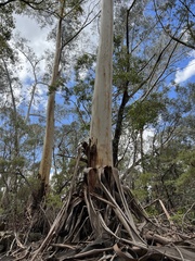 Eucalyptus oreades