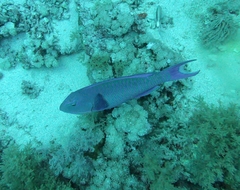 Cetoscarus bicolor