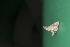 Endotricha nicobaralis