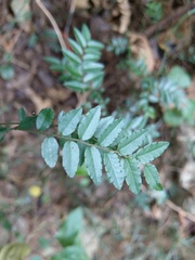 Ventilago elegans