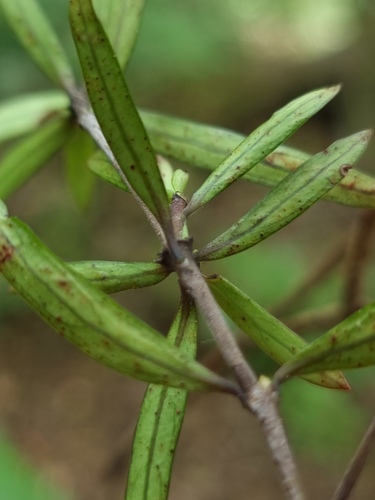Coprosma linariifolia (Hook.f.) Hook.f.