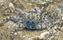 Metopograpsus thukuhar