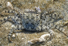 Metopograpsus thukuhar