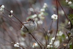 Passer domesticus