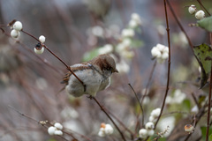 Passer domesticus