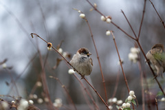 Passer domesticus