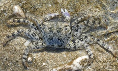 Metopograpsus thukuhar